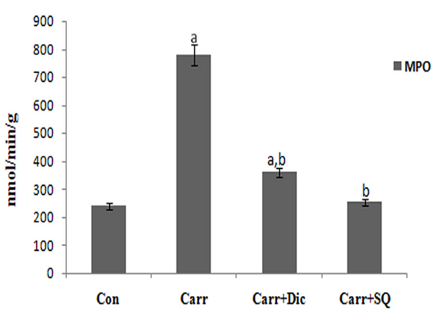 Effect of SQ on the activity of MPO in paw tissue. The values are expressed as the mean± SD of six rats in each group. a - Statistical difference with the normal control group at p< 0.05. b – Statistical difference with carr-induced rats at p< 0.05. Carr-Carr-induced arthritis, DIC-Diclofenac, SQ-Squalene