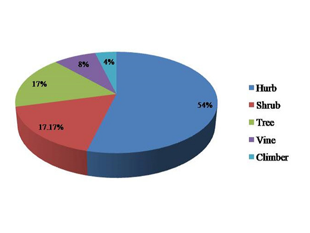 Percentage of habit types of total studied plant specimens used to treat ENT diseases.