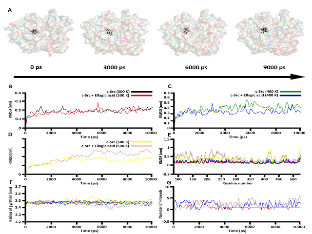 Molecular dynamic simulation results of phytochemicals with their protein targets. (A) Ellagic acid possess stable binding with c-Src kinase throughout its simulation time at 300K. (B) RMSD plot of Src kinase and its complex with Ellagic acid at 300 K. (C) RMSD plot of Src kinase and its complex with Ellagic acid at 400 K. (D) RMSD plot of Src kinase and its complex with Ellagic acid at 500 K. (E) RMSF plot of c-Src and its complex with Ellagic acid at various temperatures. (F) Radius of gyration plot of c-