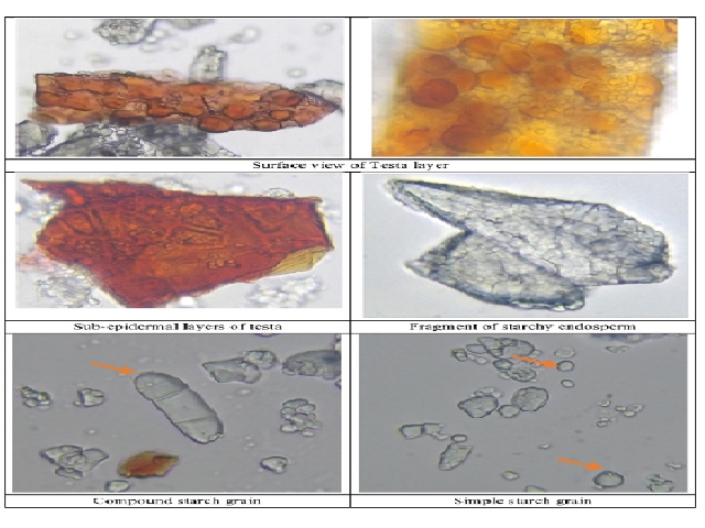 Powder characteristics of E. coracana (seed).