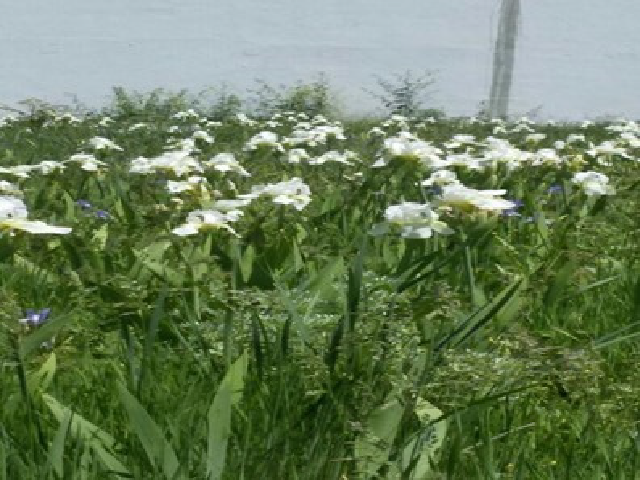 Iris kashmiriana Baker in graveyard.