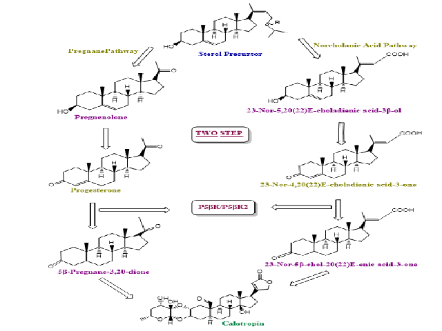 Biosynthesis Pathway of Calotropin.