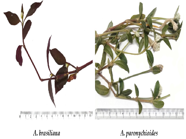 Aerial parts of A. brasiliana and A. paronychioides