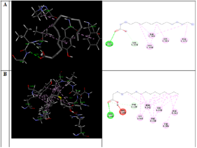 The molecular interaction of palmitic acid with (A) SREBP-1A and (B) alpha-fetoprotein