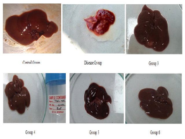 Gross liver necrosis in various groups.