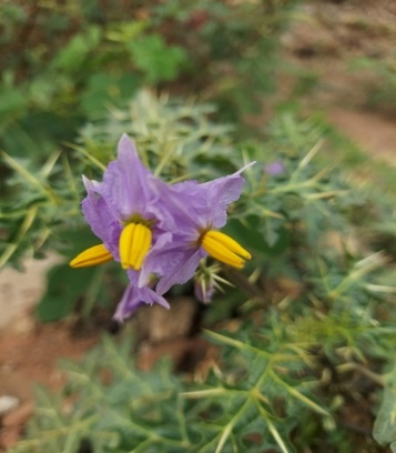 Morphology of Flower.