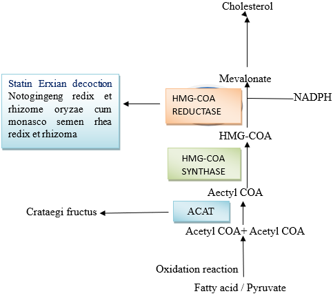simplified overview of the Mevalonate pathway involved in cholesterol synthesis. Potential therapeutic interventions, including both conventional drugs and Traditional Chinese Medicines (TCMs), are highlighted. Dotted arrows represent pathways that are bypassed or not shown in this diagram.