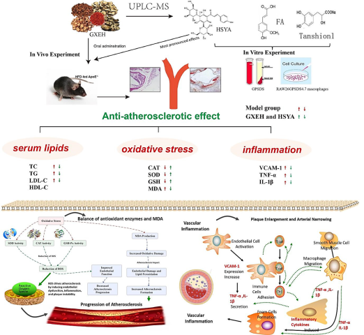 Mechanism of action of Guan-Xin-Er-Hao (GXII) and hydroxysafflor yellow A (HSYA) in ameliorating atherosclerosis in ApoE−/− mice involves antioxidant and anti-inflammatory effects. The figure illustrates the antioxidant and anti-inflammatory mechanisms of Guan-Xin-Er-Hao and Hydroxysafflor Yellow A. By balancing antioxidant enzymes and MDA production; they reduce Reactive Oxygen Species (ROS); thereby alleviating endothelial dysfunction and oxidative stress. ROS-induced inflammation increases VCAM-1 express