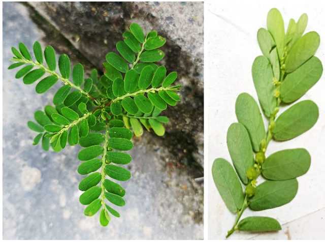Phyllanthus amarus-A herb known for its traditional medicinal application