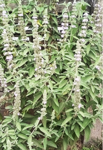 Anisomeles Malabarica.