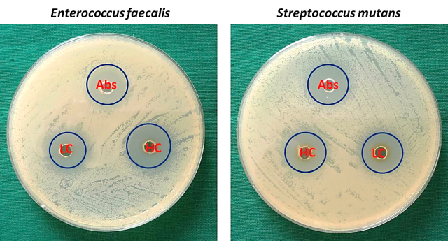An indication of the antibacterial activity of a treatment against the tested bacterial strain (Enterococcus faecalis in the left and Streptococcus mutans in the right side) is the size of the clear zone (zone of inhibition) surrounding each sample. i.e, control group (Abs), Higher Concentration (HC) and Lower Concentration (LC).