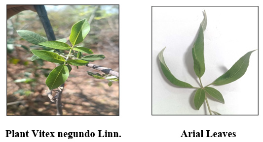 External morphological characteristics of Arial leaf