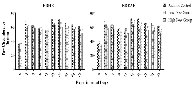 Effect of EDHE and EDEAE on rat paw-edema of different experimental groups of chronic arthritic experiment. The data is presented as the mean±S.E.M. of six rats each group (n=6). Two-way ANOVA was performed following Dunnett’s post hoc comparison test (β denotes p≤0.01; ᵞdenotes p≤0.05).
