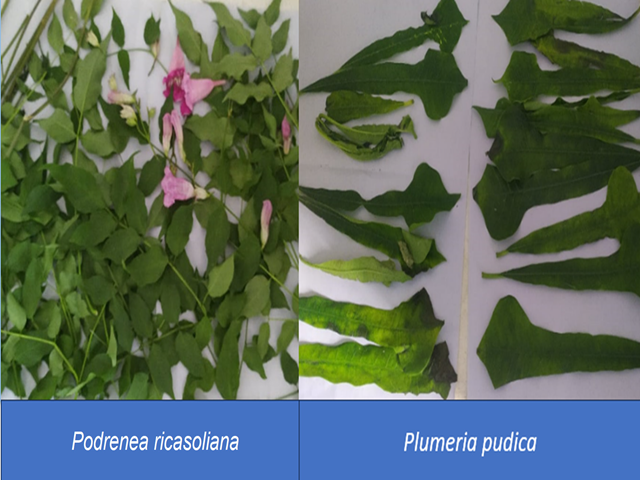 Podrenea ricasoliana flowering plants and Plumeria pudica leaves
