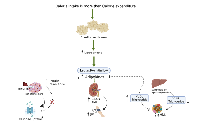 Obesity-induced Metabolic disruption