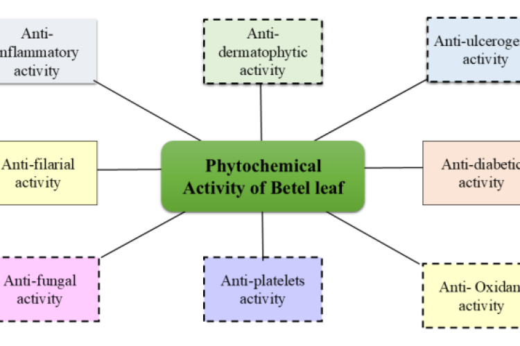 Phytochemical Activity of betle leaf