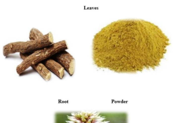 Leaves, Flower, Root and Powder of Glycyrrhiza Glabra