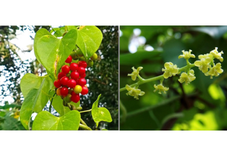 Fruit and flower of Tinospora cordifolia.