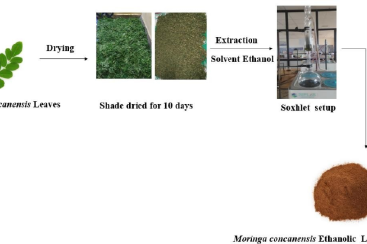 Extraction process of Moringa concanensis Ethanolic Leaves