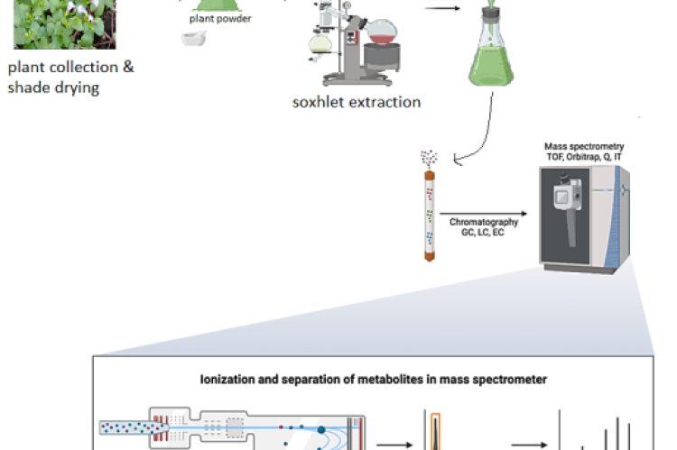 Extraction of phytocompounds for LCMS analysis: A comprehensive overview. Ona, S. (2022) BioRender. Ona, S. (2022).