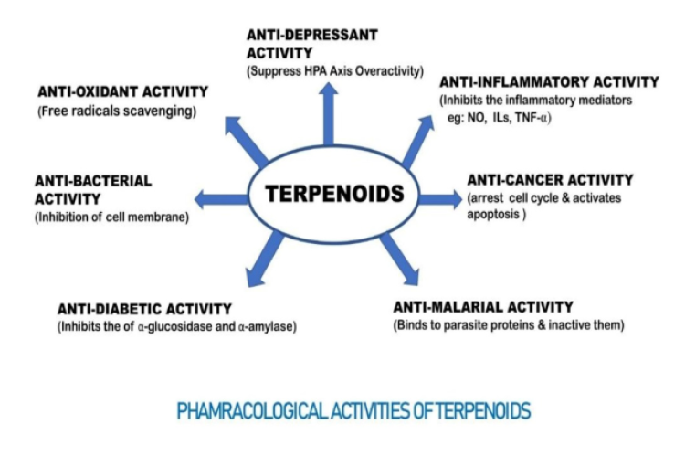 Pharmacological activities of terpenoids with their mechanism