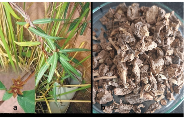 Hemidesmus indicus plants and dry roots.