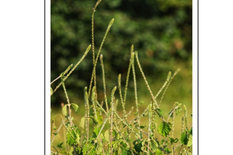 Achyranthes aspera.