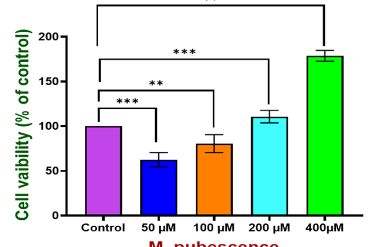 Neurotoxic effects of chloroform fraction of methanolic extract of M. pubescence on SK-N-SH cells (human neuroblastoma cell line).