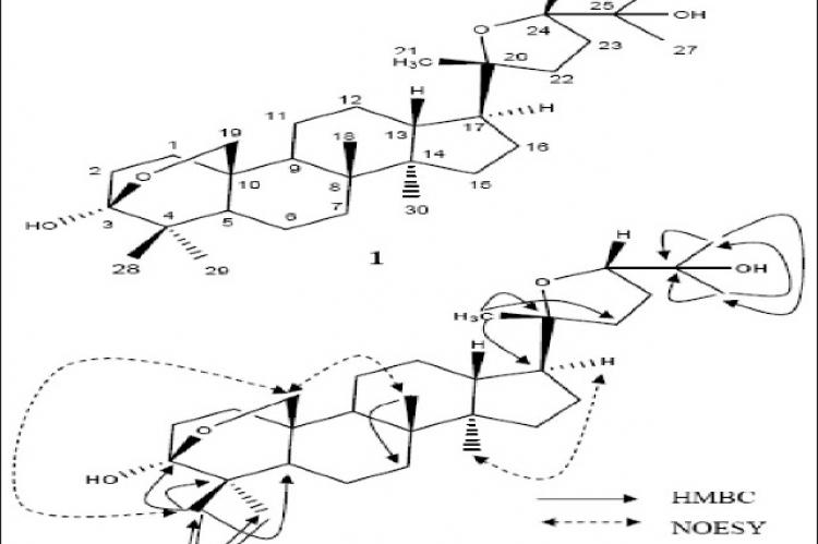 Selected correlations of HMBC and NOESY of compound 1