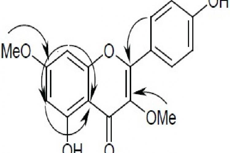 Key 1H-13C HMBC Correlations in 1.