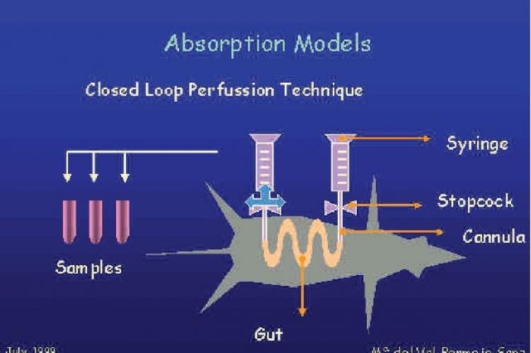 It shows the closed loop perfusion technique that was used to obtain intestinal absorption rate constants in rats.