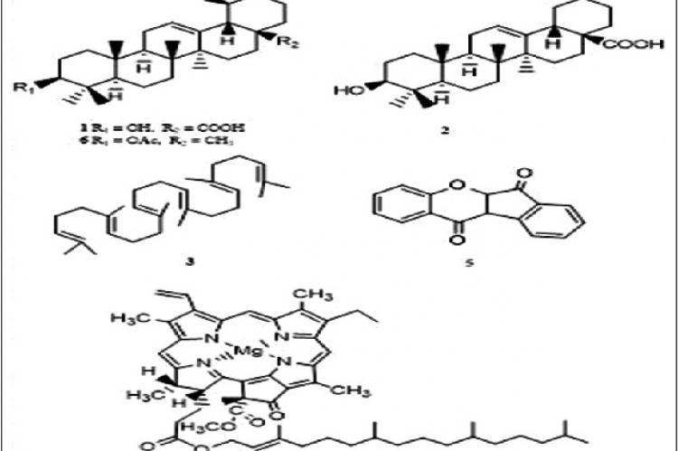 Chemical structures of ursolic acid (1), oleanolic acid (2), squalene (3), chlorophyll a (4), wrightiadione (5), and α‑amyrin acetate (6) from Wrightia pubescens