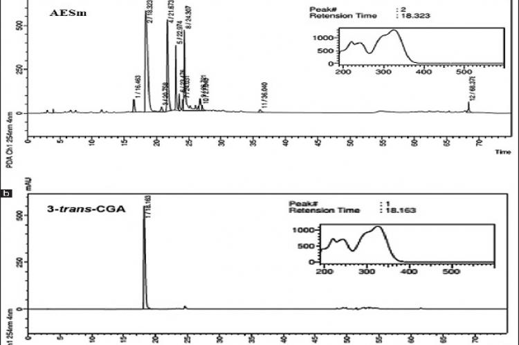 Chromatographic profiles of the aqueous extract of Struthanthus marginatus (a) and 3‑trans‑caffeoylquinic acid, authentic standard, (b) obtained by liquid chromatography‑diode array detection at 280 nm. The inserted panel on the right shows the detailed ultraviolet spectrum of 3‑trans‑caffeoylquinic acid