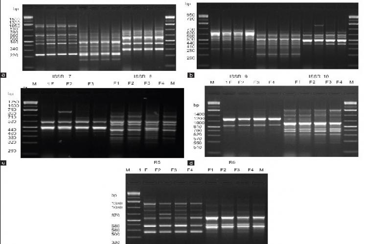 (a) Inter simple sequence repeat – polymerase chain reaction profiles were obtained using a primers inter simple sequence repeat 1, inter simple sequence repeat 2, and inter simple sequence repeat 3 in different flax cultivars F1=, F2=, F3=, F4 = respectively; (lanes: 1‑4)=, Lane M = DNA ladder. Arrows show cultivers specific band. (b) inter simple sequence repeat – polymerase chain reaction profiles were obtained using a primers inter simple sequence repeat 4, inter simple sequence repeat 4, and inter simp