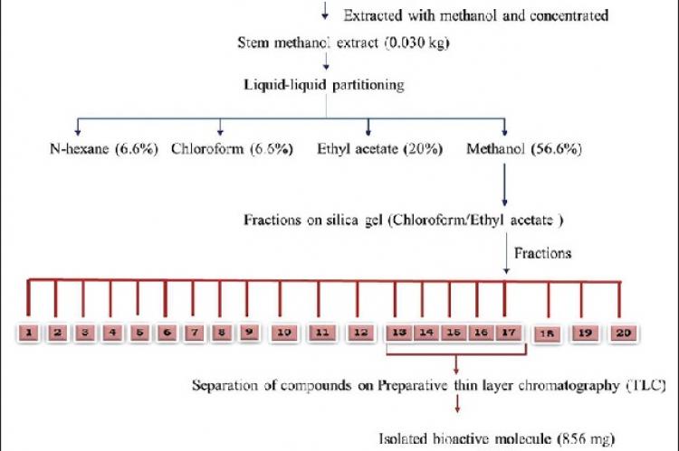 The scheme of phytoconstituents separation from stem methanol extract