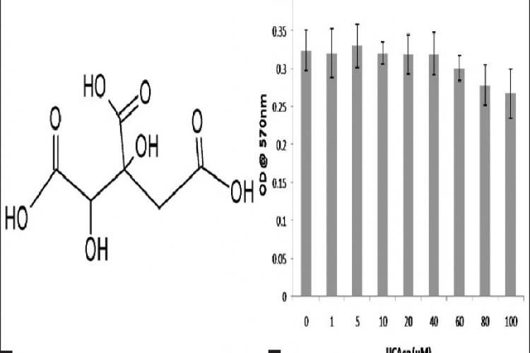 Effects of hydroxycitric acid calcium salt on of 3T3‑L1 cells. (a) Chemical structure of hydroxycitric acid. (b) Cytotoxic effects and effects on cell viability in 3T3‑L1 cells. Data are represented as mean ± standard deviation (n = 3)