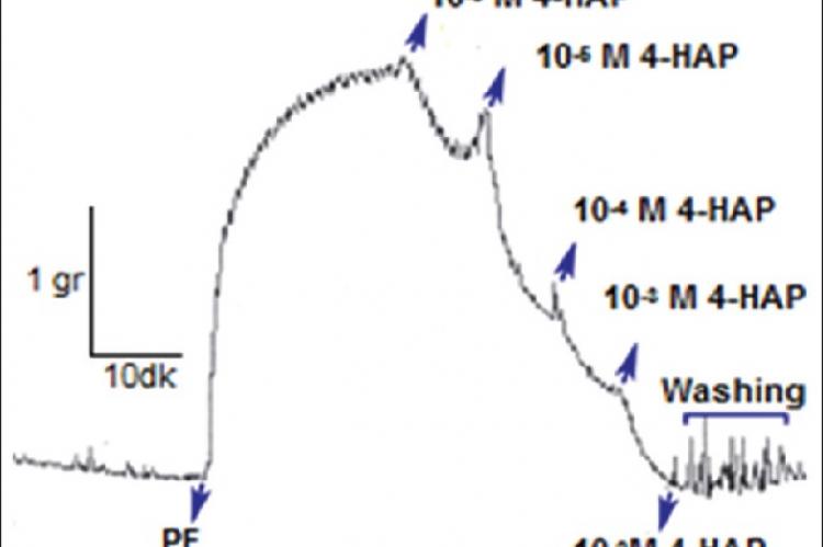 Vasodilatator effects of 4‑hydroxyacetophenone on endothelium‑intact rat thoracic aorta‑induced contractions with PE