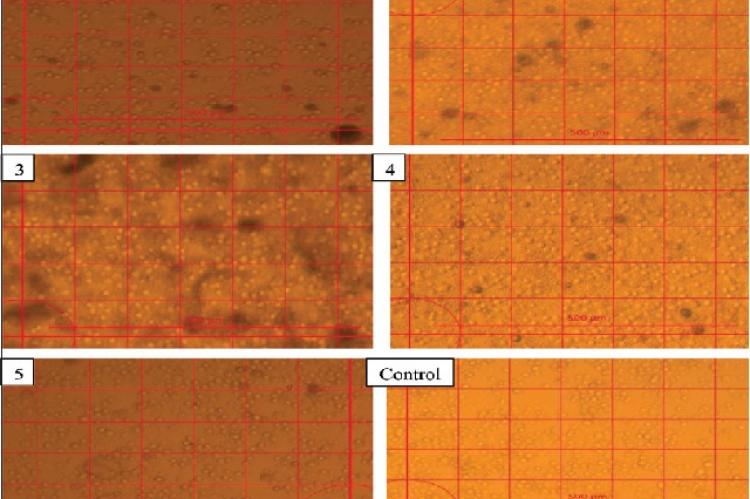 Cytotoxic effect of different solvent extracts of S. nicolai on murine splenocytes after 36 h incubation