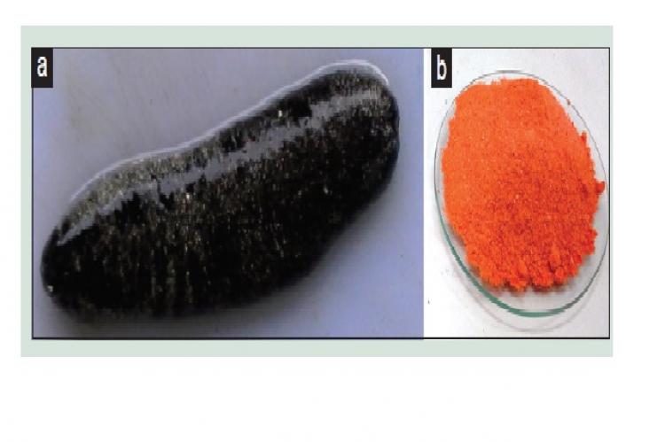 Holothuria atra sea cucumber (a) and ethanol extract of sea cucumber Holothuria atra (b)