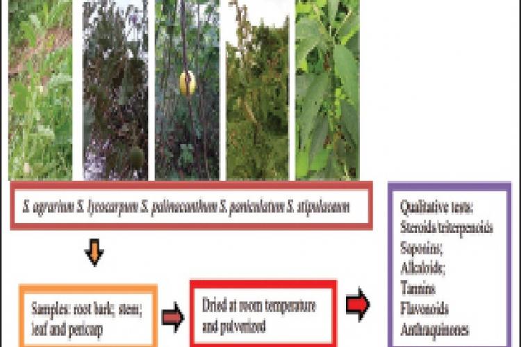 Phytochemistry in Medicinal Species of Solanum L. (Solanaceae)