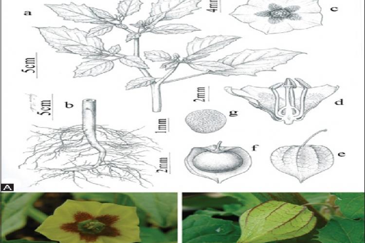 Structure of Physalis angulata L. (A) Plant parts, a: General aspect of the branch; b: Primary and secondary roots; c: Corolla in front view; d: Reproductive structures: Stamens and pistil (ovary and stigma); e: Fruit wrapped in the fruitful cup; f: Fruit; g: Seed. (B) Flower, (C) Fruit. P. angulata growing in an experimental field at the Horto Florestal Experimental Unit of the Universidade Estadual de Feira de Santana, Bahia, Brazil