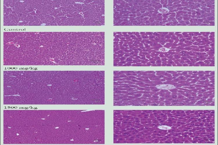 Acute Toxicity of Flower Extracts from Dolichandrone serrulata in Mice