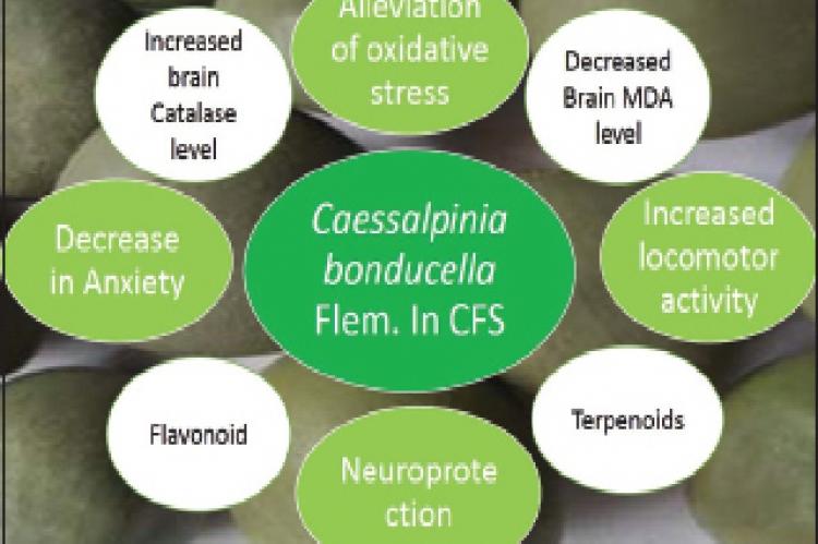 Evaluation of the Protective Effect of Ethanolic Extract of Seed Kernel of Caesalpinia bonducella Flem (EECB) on Forced Swimming‑Induced Chronic Fatigue Syndrome in Mice