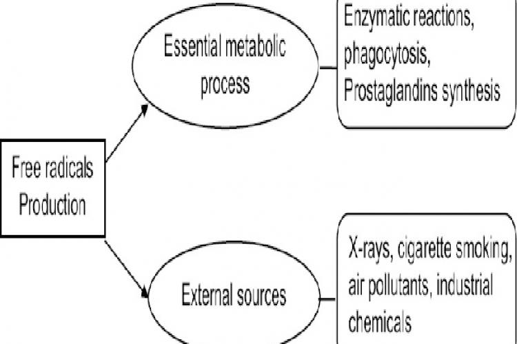 Antioxidant Potential of Ethanolic Extract of Canavalia Species in High‑fat Diet and Streptozotocin‑induced Diabetic Rats