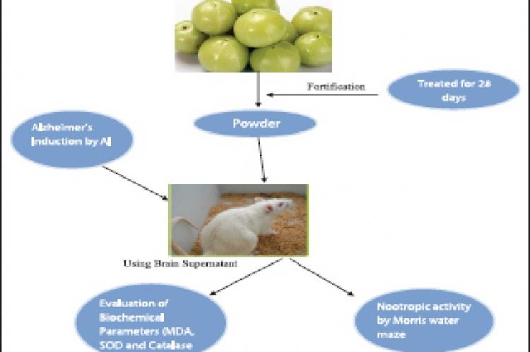 Effect of Plain and Fortified Amla Fruit Powder on Aluminum‑induced Alzheimer’s Disease in Wistar Rats