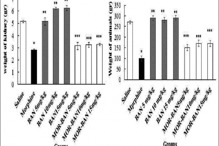 Effect of MOR, BAN, and BAN + MOR on weight of (a) kidney; (b) animals