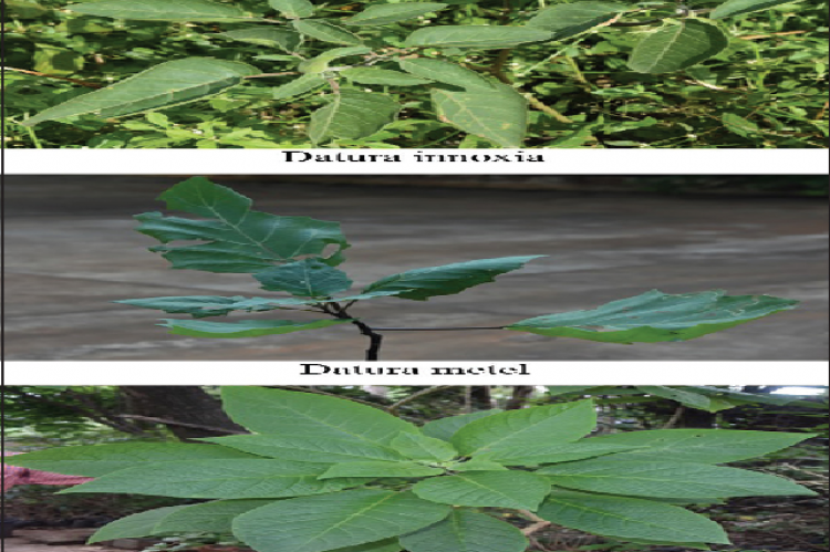 Photography images of three varieties of Datura species