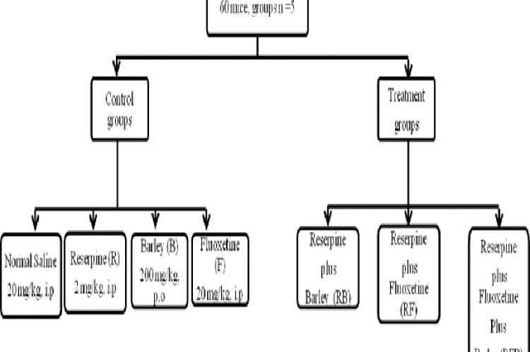 The experimental schematic, control groups: Normal saline (20 mg/kg, i. p.), Reserpine was dissolved in normal saline at a concentration of 2 mg/ ml and administered at a dose of 2 mg/kg, i. p. Barley (200 mg/kg, p. o) was administered by gavage and fluoxetine (20 mg/kg, i. p.). Treatment gropus: Dual combination ( Reserpine and barley groups, Reserpine and fluoxetine), and the triple combination (Reserpine plus fluoxetine plus barley