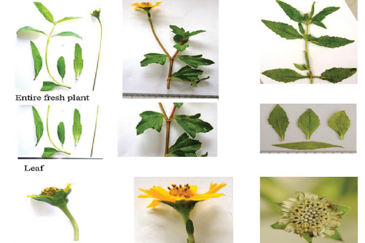 Comparative macro-morphology of W. chinensis, W. trilobata, and E. prostrata