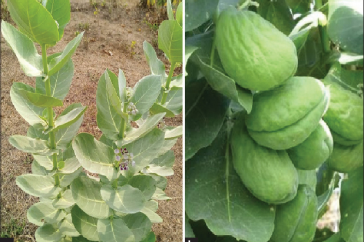 Calotropis procera plant showing its long and slender stem (a) and fruit (b)